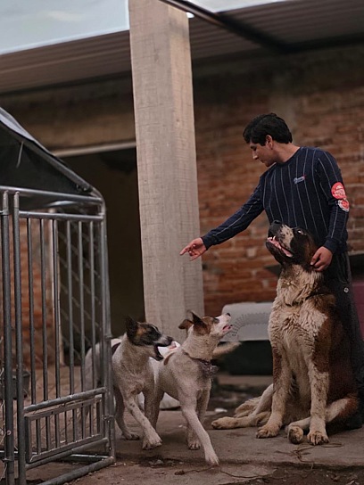SUMA GUADALUPE ESFUERZOS CON RESCATISTA PARA PROTEGER A PERROS
