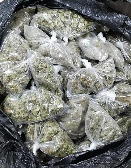 ASEGURAN 3 MIL DOSIS DE MARIHUANA