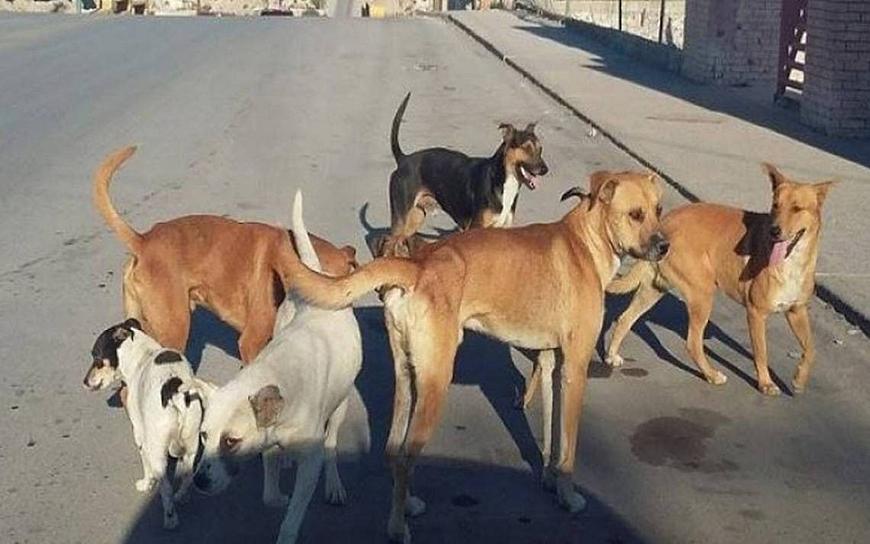 ASUELAN JAURÍAS DE PERROS RÍO GRANDE