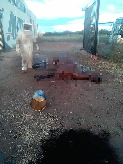 ATAQUE DE ABEJAS DEJA DOS PERSONAS LESIONADAS Y UN CABALLO MUERTO 