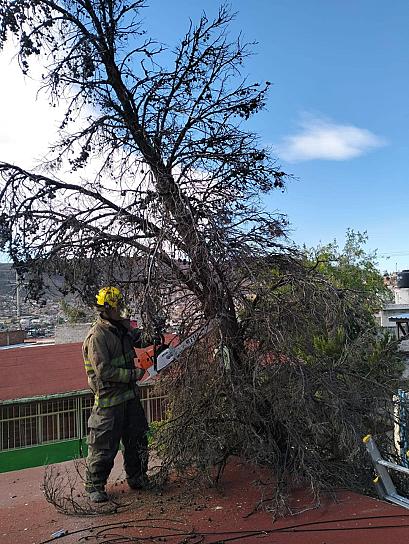 ATIENDE PC REPORTE DE ÁRBOL A PUNTO DE CAER EN JARDÍN DE NIÑOS