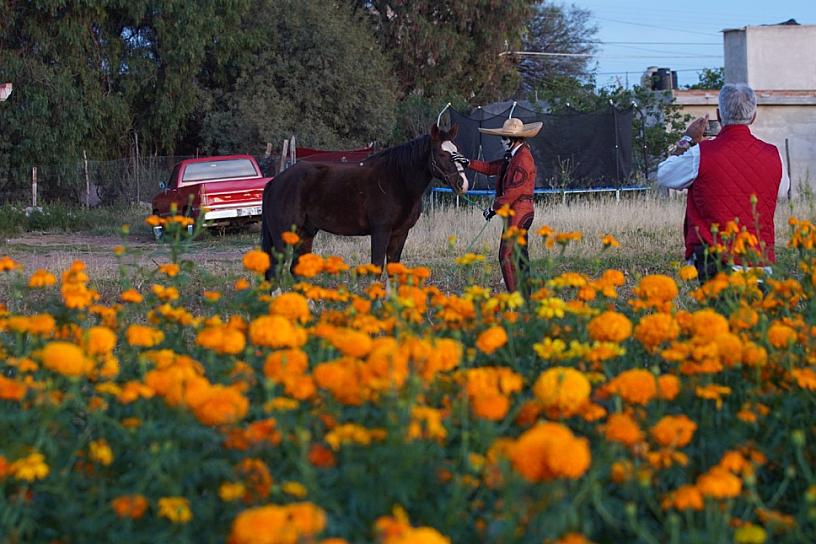 ATRAEN HUERTAS DE CEMPASÚCHIL A VISITANTES