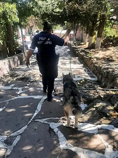 AUMENTA ABANDONO DE PERROS EN LA CAPITAL 