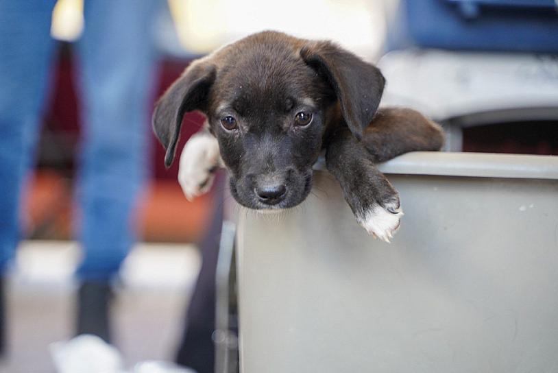 AUMENTAN REPORTES POR MALTRATO Y ABANDONO A PERROS EN LA CAPITAL