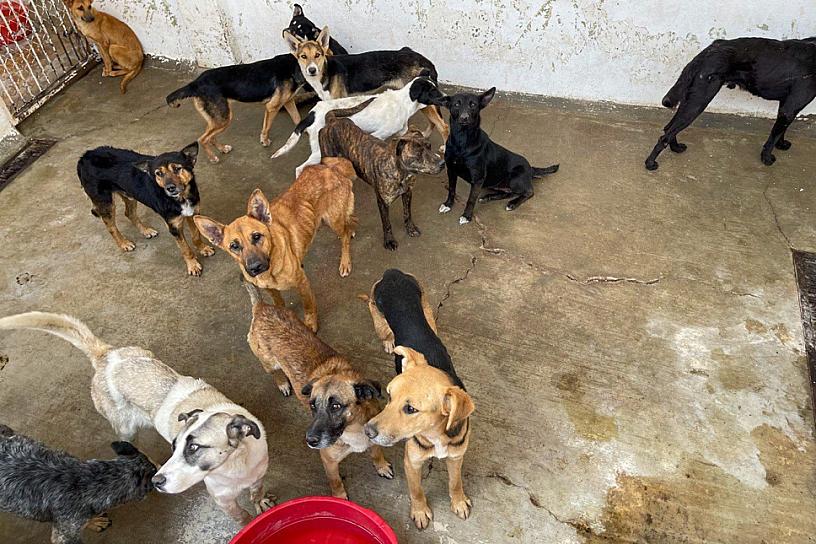 AVANZA ESTERILIZACIÓN Y ADOPCIÓN DE MASCOTAS EN ZACATECAS 