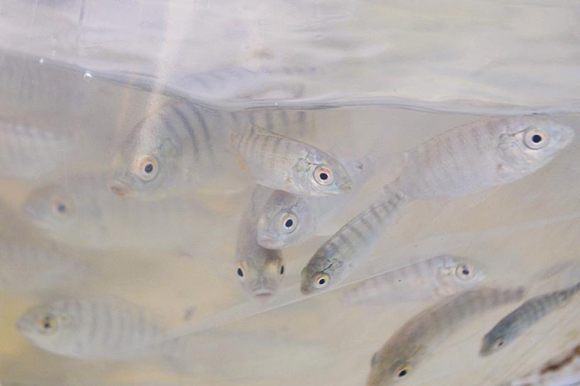 AVANZA PROGRAMA DE SIEMBRA DE PECES 2022